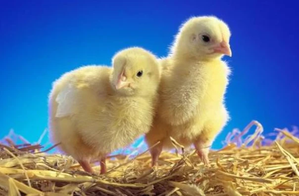 属鸡人出生月的命运 鸡命运出生属人月份运势_属鸡人出生月的命运_生肖鸡出生月