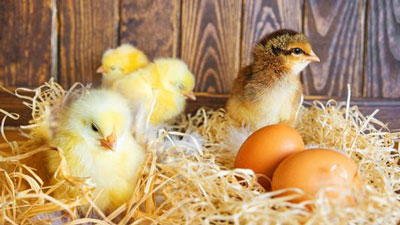 属鸡人出生月的命运 鸡命运出生属人月份运势_属鸡人出生月的命运_生肖鸡出生月