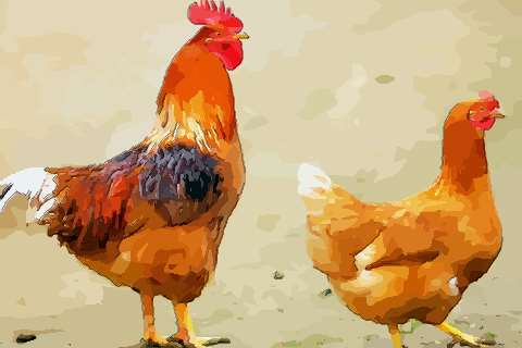 出生二月属鸡人出生月的命运如何 生肖鸡出生月_属鸡人出生月的命运_属鸡的出生月