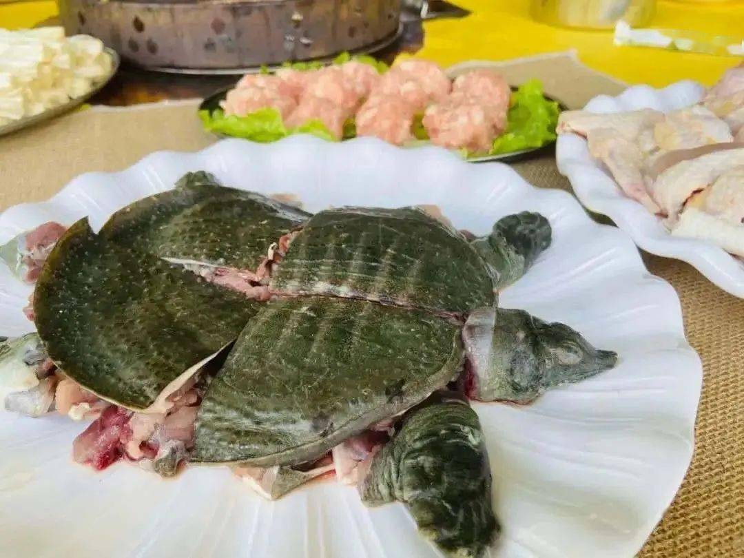 甲鱼炖羊肉的做法是什么 如何炖羊肉_炖羊肉三放三不放_炖羊肉多长时间才能软烂