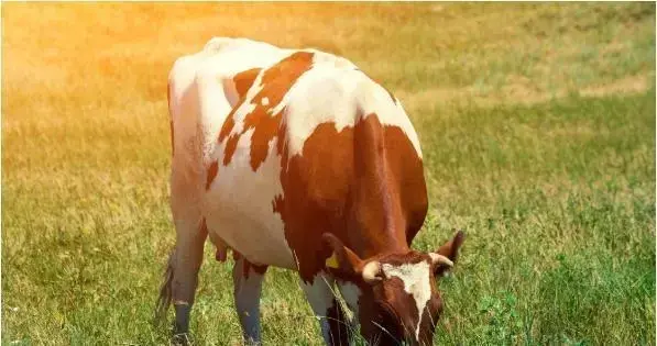 2023是什么生肖鼠年_1973年属什么生肖_生肖属年表