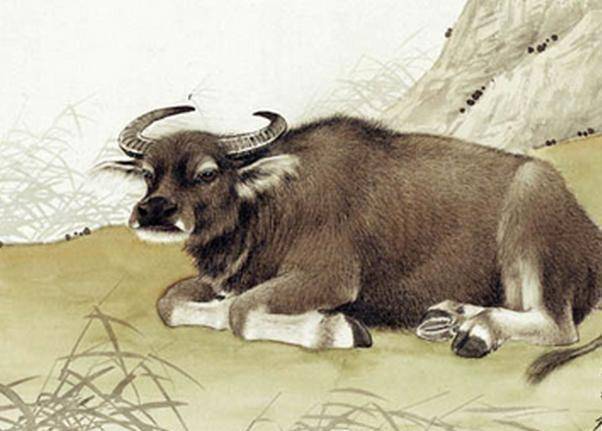 牛年是哪年 牛年是年份_牛年是什么年_牛年也是什么年