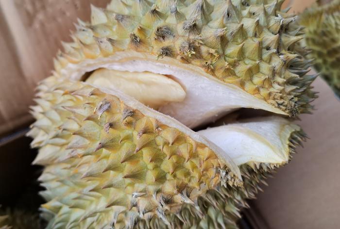 买榴莲,别挑开裂的,教你6招,挑出“母”榴莲,皮薄肉厚香又甜 榴莲肉有点硬怎么变软_榴莲肉放冰箱可以放几天_榴莲肉