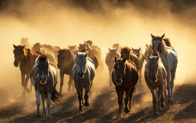 属猪一生的命运详解 属猪一生的命运怎么样 属马人的命运 属马的人一生命运如何