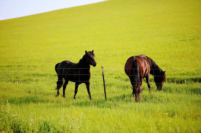 属猪一生的命运详解 属猪一生的命运怎么样 属马人的命运 属马的人一生命运如何