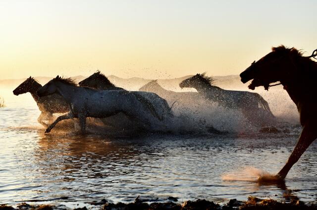 属猪一生的命运详解 属猪一生的命运怎么样 属马人的命运 属马的人一生命运如何