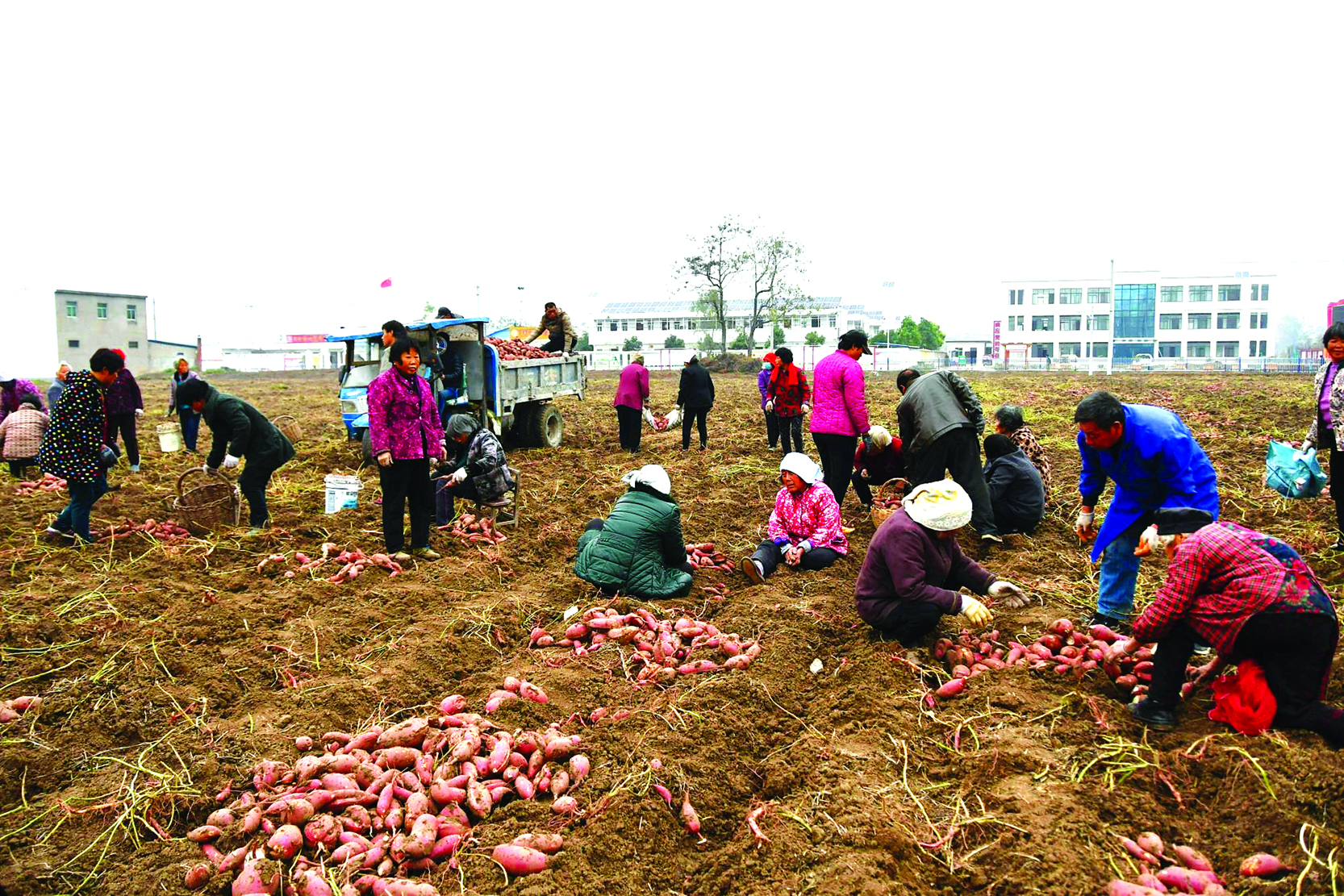 种植些什么作物比较赚钱 种植业什么最赚钱农村项目_种植业什么最赚钱_种植业赚钱还是养殖业赚钱