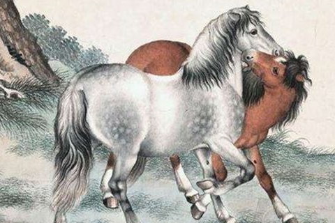 属马人一生的命运怎么样 属马的命运_属相马的命运_属马的命理