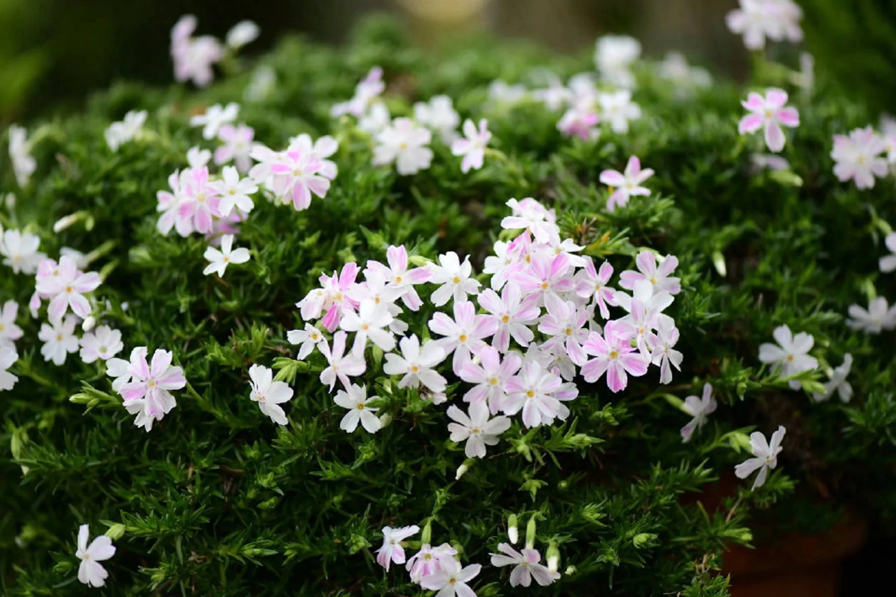 2023年九月份:白羊座九月整体运势,好事发生以及注意事项 白羊运势座星座星_白羊运势座2021年运势_白羊座运势