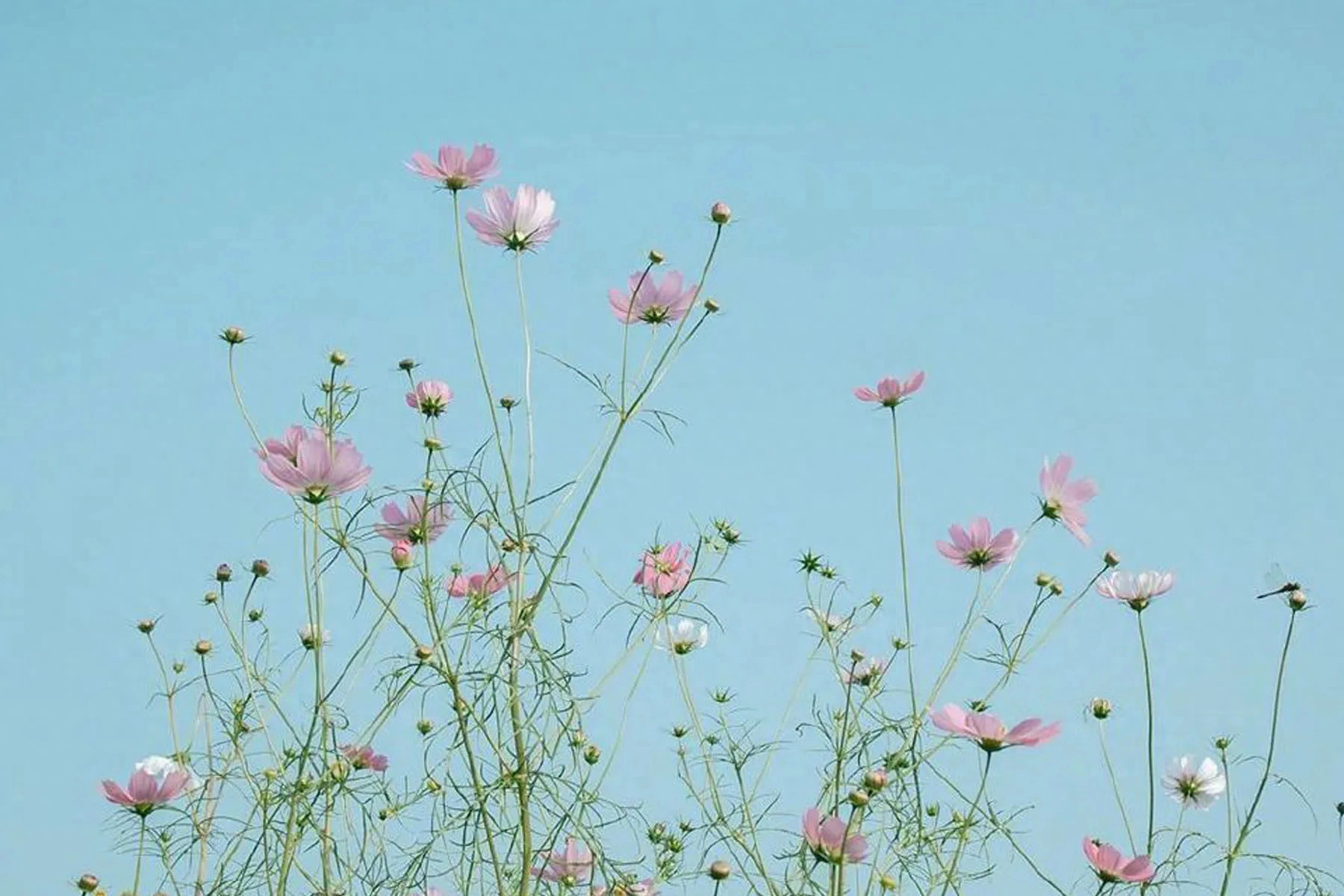 2023年九月份:白羊座九月整体运势,好事发生以及注意事项 白羊运势座2021年运势_白羊运势座星座星_白羊座运势