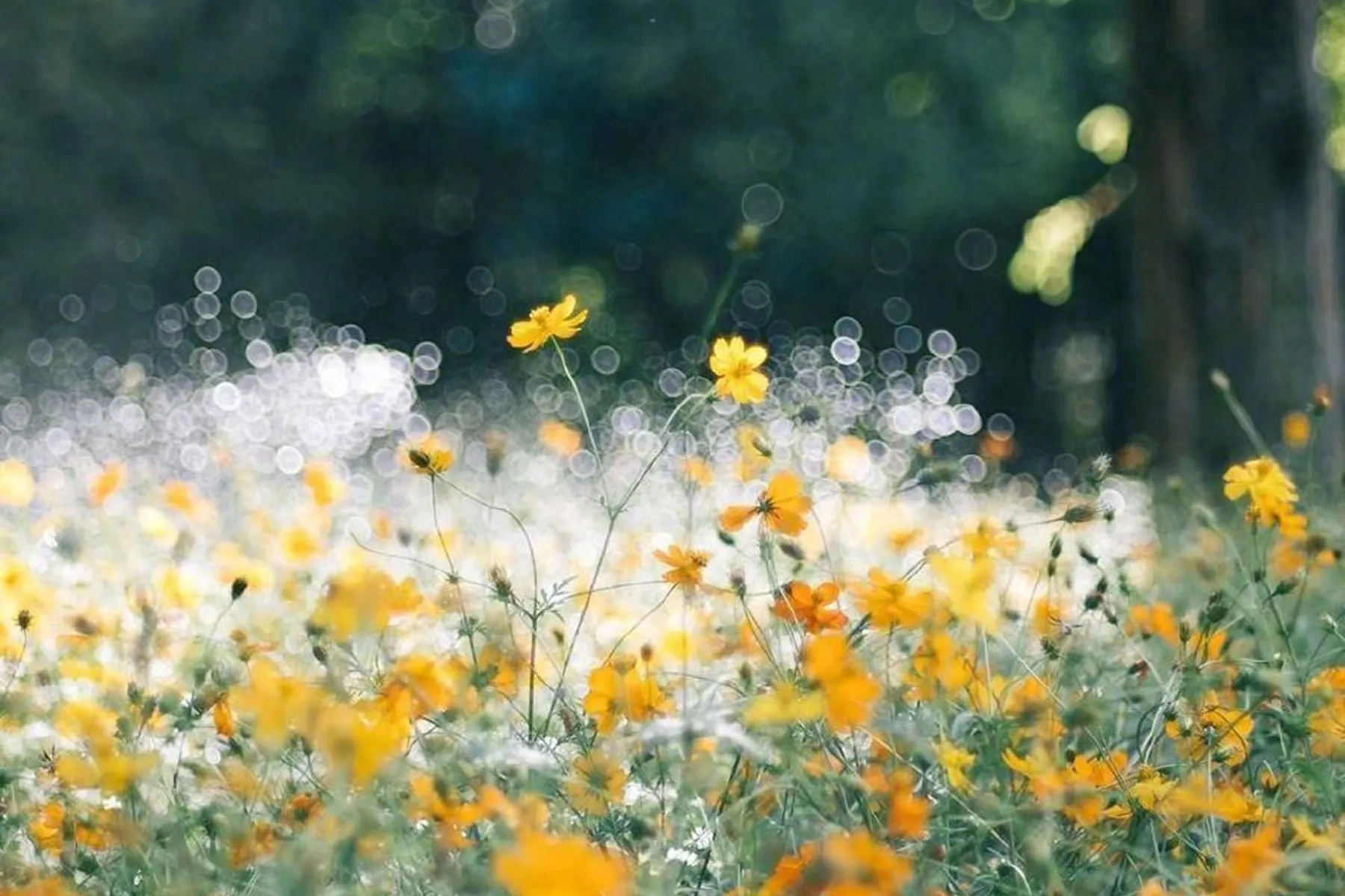 2023年九月份:白羊座九月整体运势,好事发生以及注意事项 白羊座运势_白羊运势座2021年运势_白羊运势座星座星