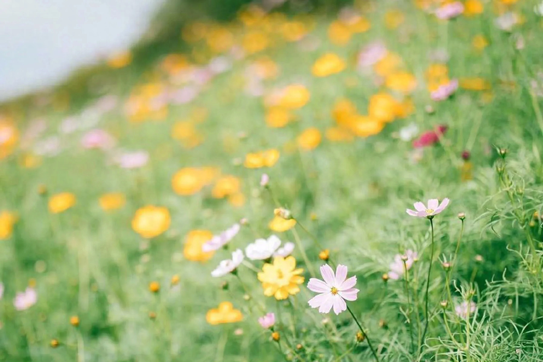 2023年九月份:白羊座九月整体运势,好事发生以及注意事项 白羊运势座2021年运势_白羊座运势_白羊运势座星座星