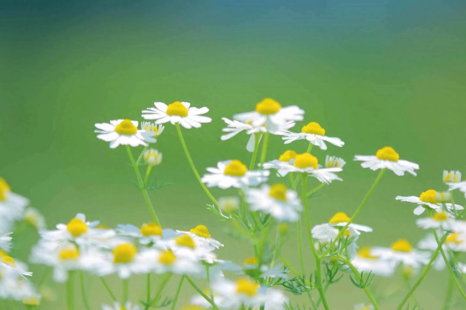 2023年九月份:白羊座九月整体运势,好事发生以及注意事项 白羊运势座星座星_白羊运势座2021年运势_白羊座运势