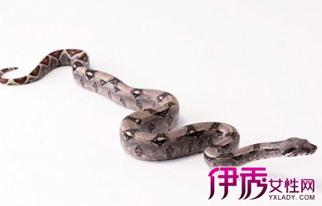 【图】胆大心细的生肖是哪个? 详解其性格特点 胆大心细是什么生肖_大胆细心是什么生肖_生肖细胆大心是什么动物