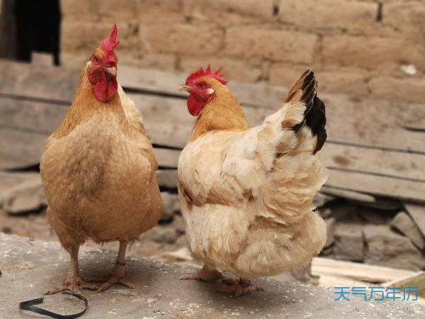 属鸡女和什么属相最配配 男鸡配女属婚姻好不好_鸡属相和什么属相最配_属鸡和什么属相最配