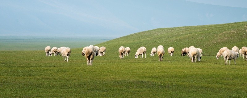 属羊人一生运势运程 2021年属羊人的全年运势运程解析
