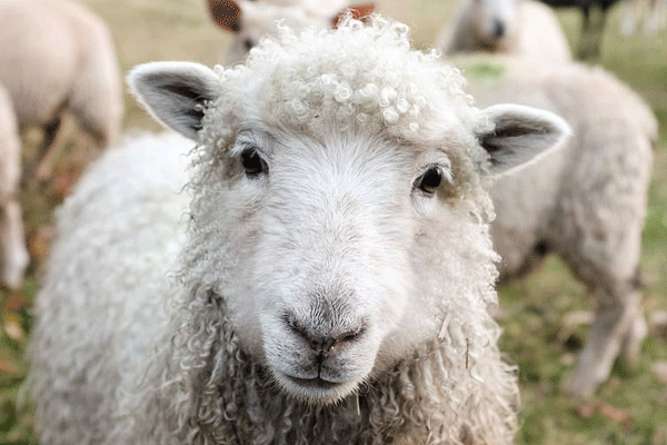 属羊人一生运势运程 2021年属羊人的全年运势运程解析