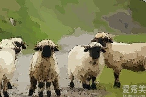 1979年属羊人一生命运 1979年属羊人一生命运如何 属羊人全年运势_属羊人全年运势_属羊人全年运势