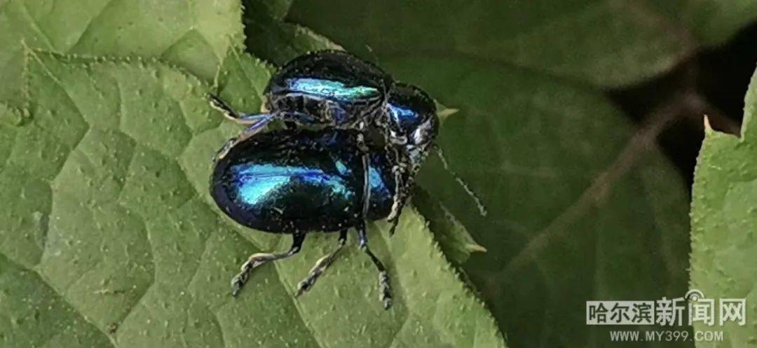 dc漫画_侦探漫画DC_漫画Dc小说