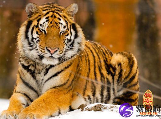 十二生肖属虎人的命运怎么样 虎属人和属蛇的合不合财运_虎属人在门口北方摆放什么_属虎人