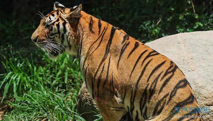 十二生肖属虎人的命运怎么样 虎属人在门口北方摆放什么_虎属人和属蛇的合不合财运_属虎人