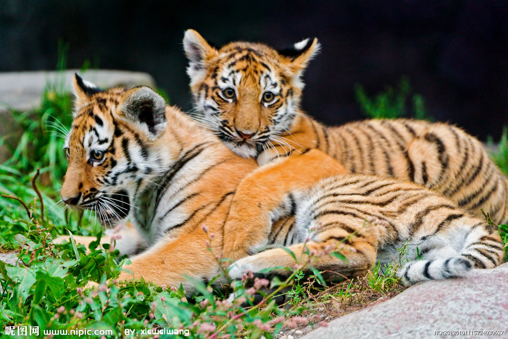 属虎人性格解析