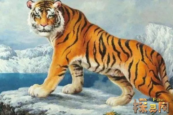 属虎人性格解析 虎属人在门口北方摆放什么_虎属人取劳务公司名称_属虎人