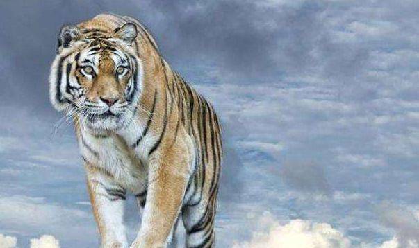 属虎人性格解析 虎属人在门口北方摆放什么_属虎人_虎属人取劳务公司名称