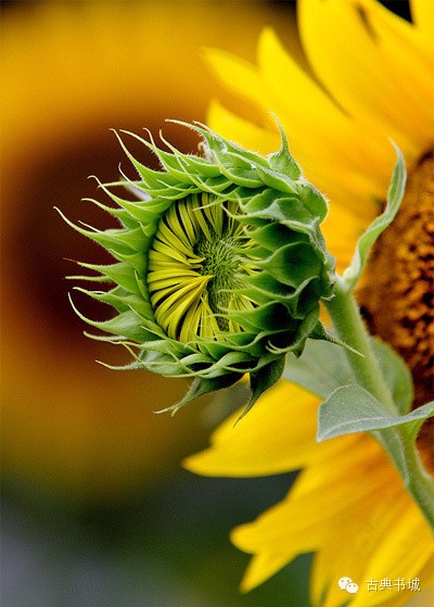 彼岸花的英文_彼岸花英译_彼岸花英文花语