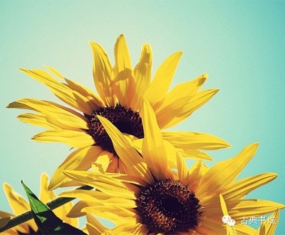 彼岸花的英文_彼岸花英译_彼岸花英文花语