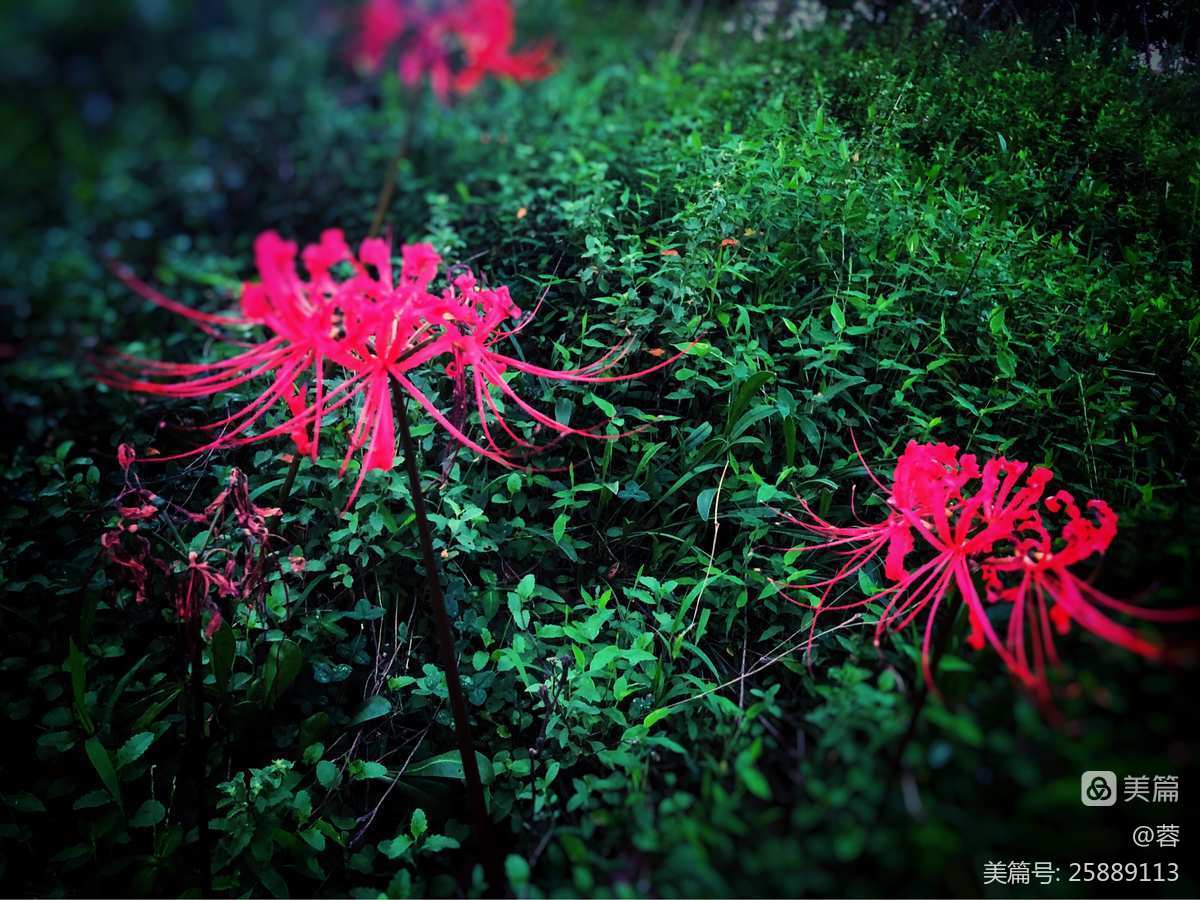 彼岸花英译_彼岸花英文花语_彼岸花的英文