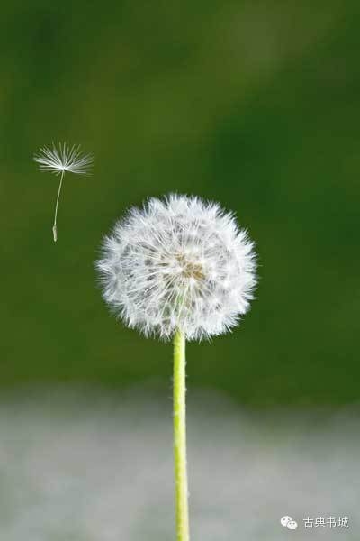 彼岸花的英文_彼岸花英译_彼岸花英文花语