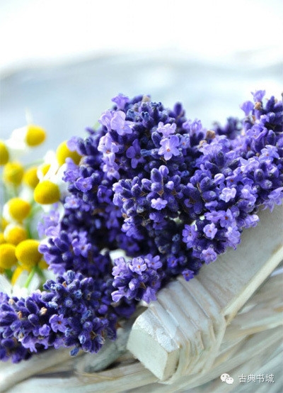 彼岸花的英文_彼岸花英文花语_彼岸花英译