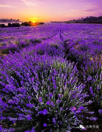 彼岸花英译_彼岸花英文花语_彼岸花的英文