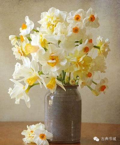 彼岸花英文花语_彼岸花英译_彼岸花的英文