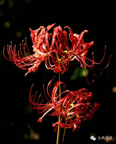 彼岸花的英文_彼岸花英文花语_彼岸花英译