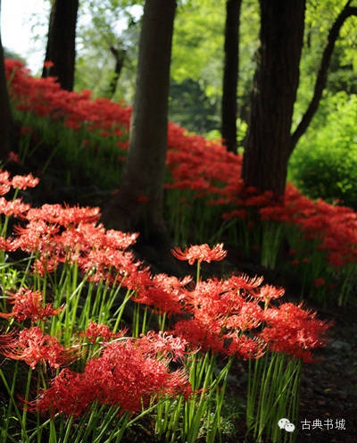 彼岸花英译_彼岸花英文花语_彼岸花的英文