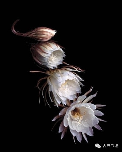 彼岸花英文花语_彼岸花英译_彼岸花的英文