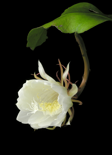 彼岸花英文花语_彼岸花英译_彼岸花的英文