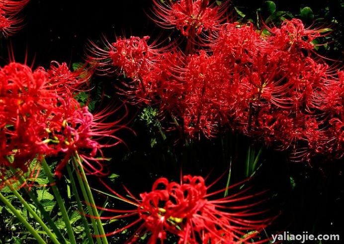 彼岸花的英文_彼岸花英译_彼岸花英文花语