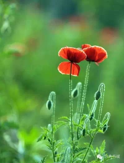 彼岸花英文花语_彼岸花的英文_彼岸花英译