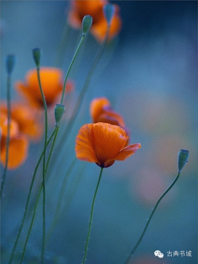 彼岸花英文花语_彼岸花的英文_彼岸花英译