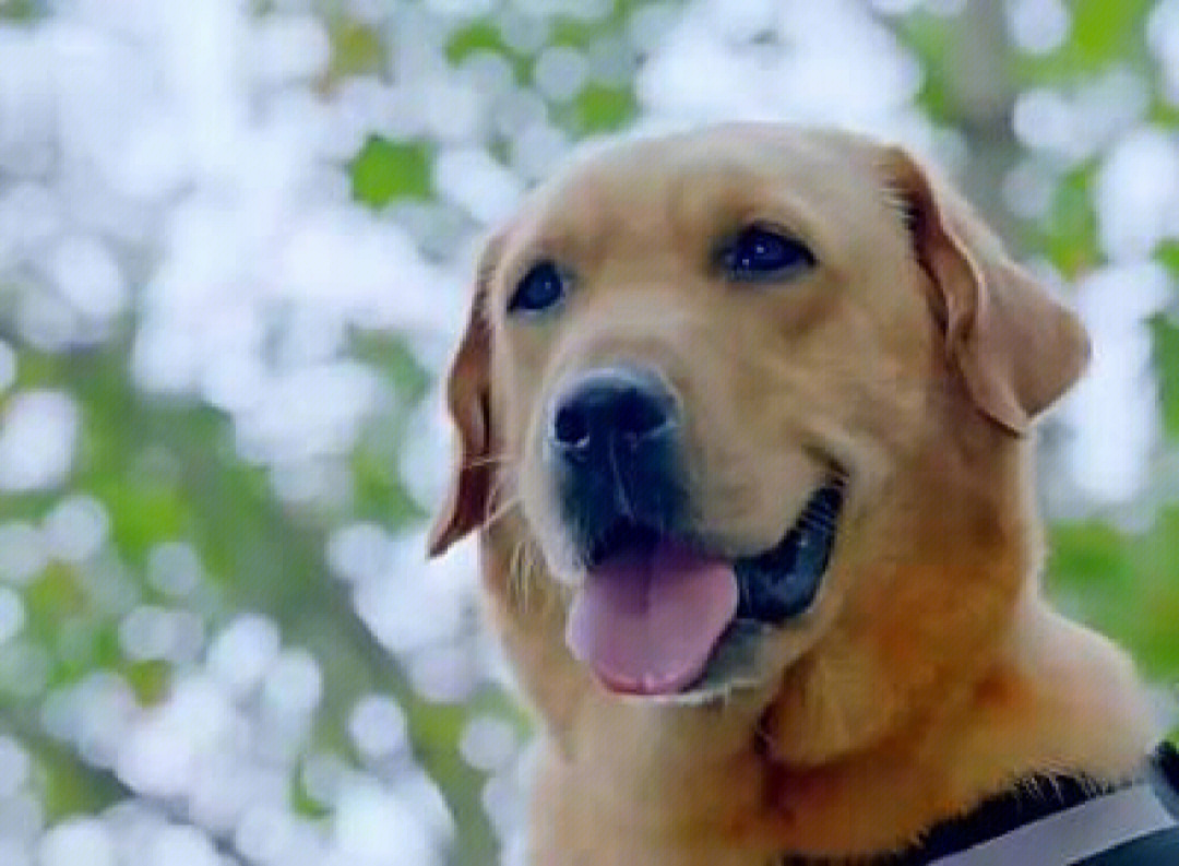 小七神犬的主人是谁_结局小七神犬是什么_神犬小七结局