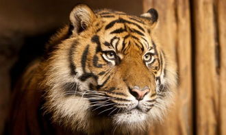 属虎的今年命运，属虎人的运势如何？