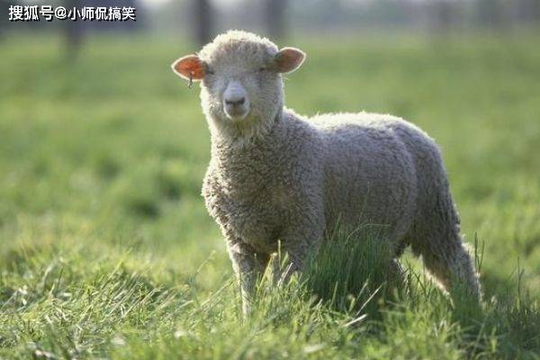 属羊人朝气蓬勃,充满活力,对亲人挚友真诚善良,能一鸣惊人! 属羊_羊属相与什么属相配_羊属相都是哪几年