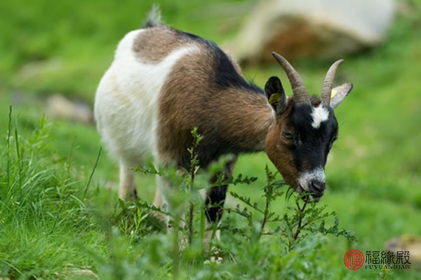 属羊人朝气蓬勃,充满活力,对亲人挚友真诚善良,能一鸣惊人! 属羊_羊属相与什么属相配_羊属相都是哪几年