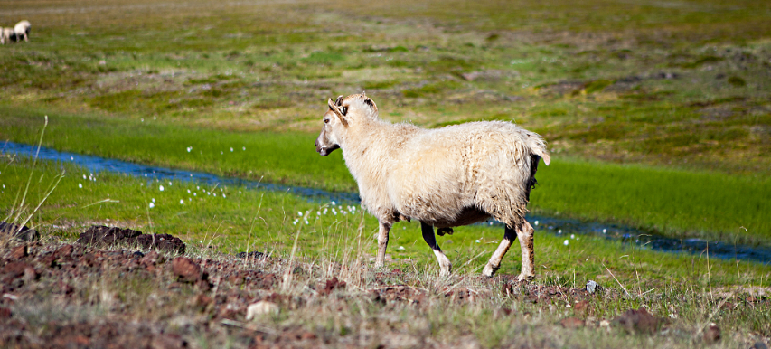 属羊人朝气蓬勃,充满活力,对亲人挚友真诚善良,能一鸣惊人! 羊属相都是哪几年_属羊_羊属相与什么属相配