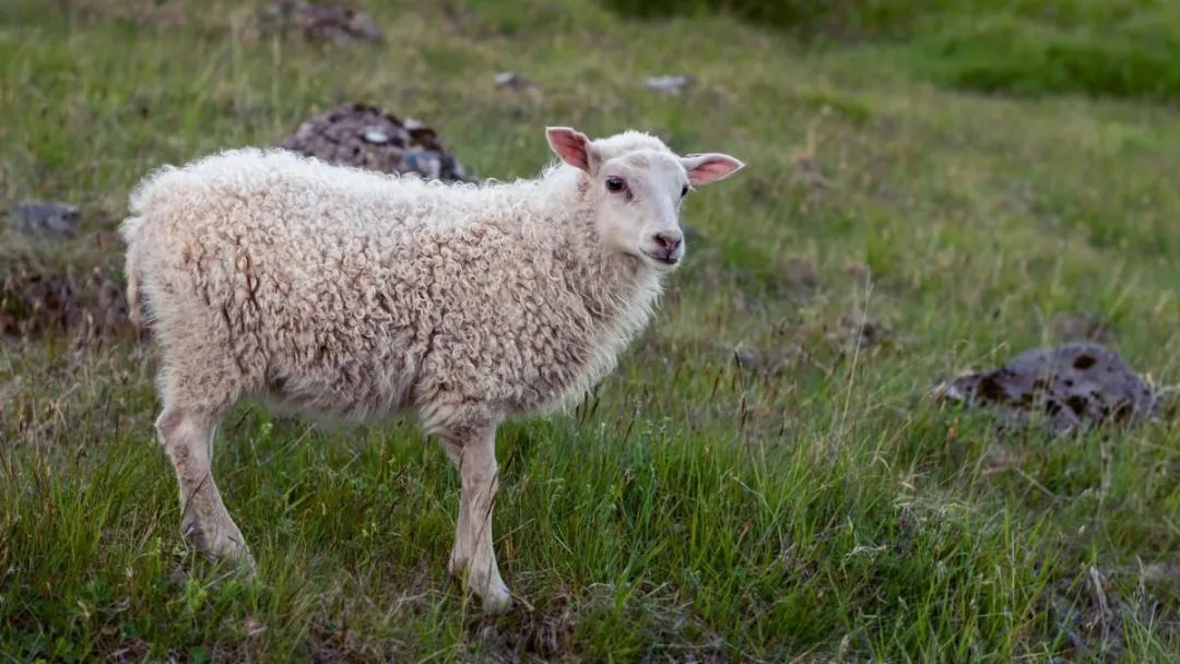 羊属相与什么属相配_羊属相都是哪几年_属羊