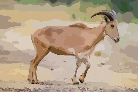 2024年属羊金牛座运势解析查询完整版 稳中存变偶有阻滞 羊属运程_属羊运势_羊的运势2021