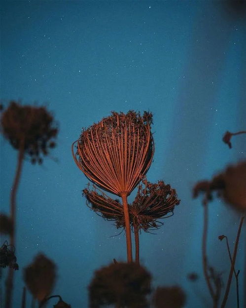 双鱼座跟天蝎座相克 情感语录 丢就丢了,别再哭了